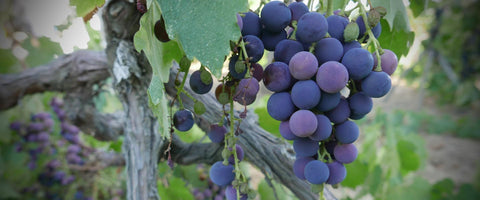 Wein