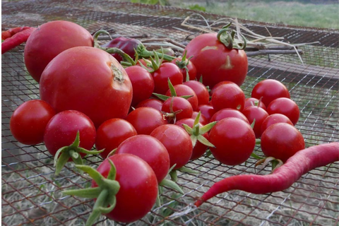 Tomaten & Saucen