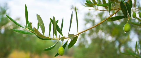 Olivenöl