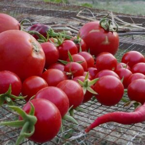 Tomaten und Chili